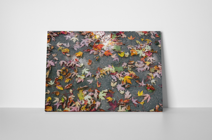 Tablou canvas : Frunze colorate de toamna [2]