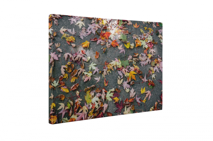 Tablou canvas : Frunze colorate de toamna [5]