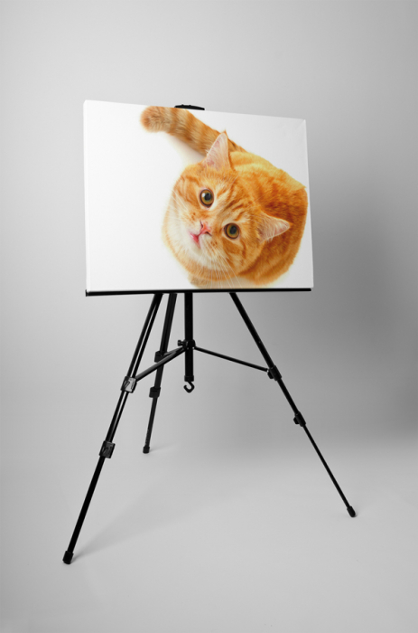 Tablou canvas : Pisica [3]