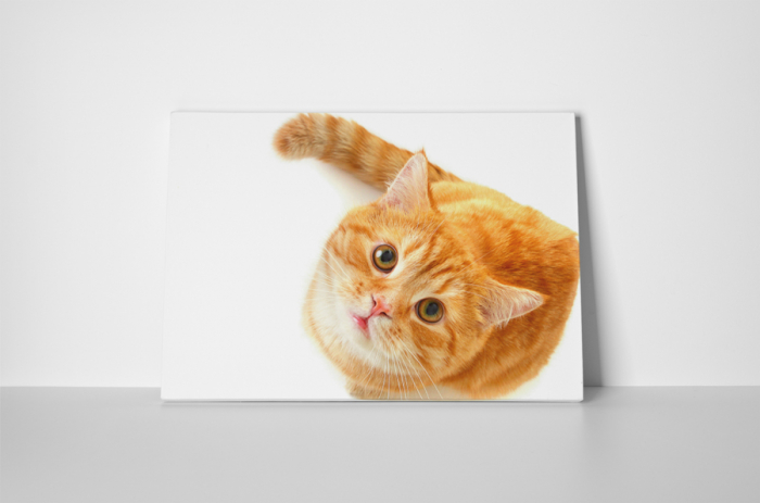 Tablou canvas : Pisica [2]