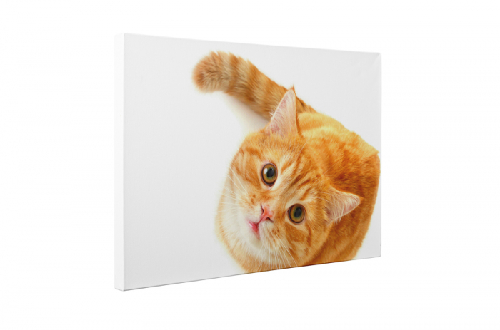 Tablou canvas : Pisica [5]