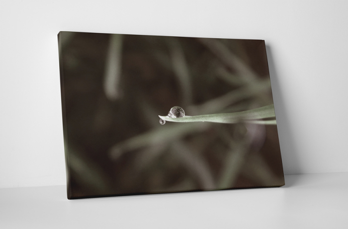 Tablou canvas : Un strop de apa [1]