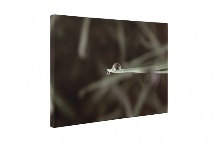 Tablou canvas : Un strop de apa [5]