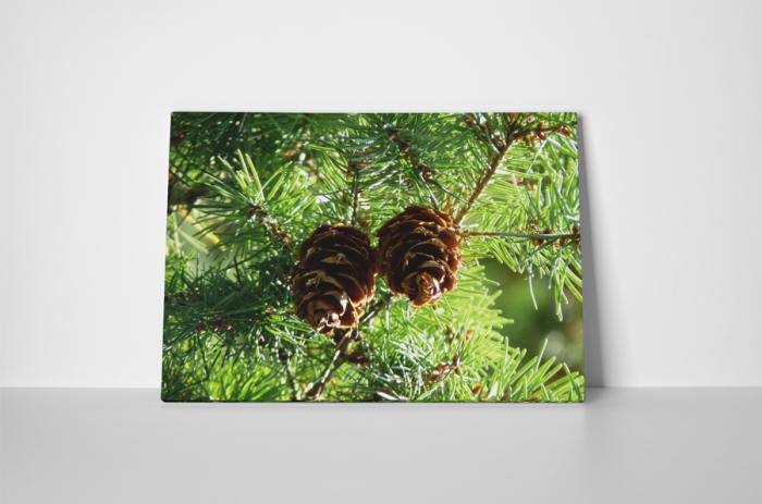 Tablou canvas : Doua conuri [2]
