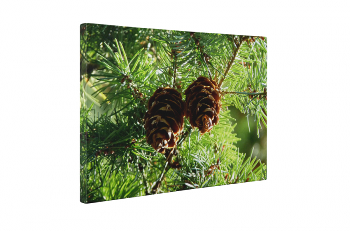 Tablou canvas : Doua conuri [5]