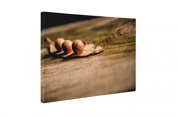Tablou canvas : O frunza [5]