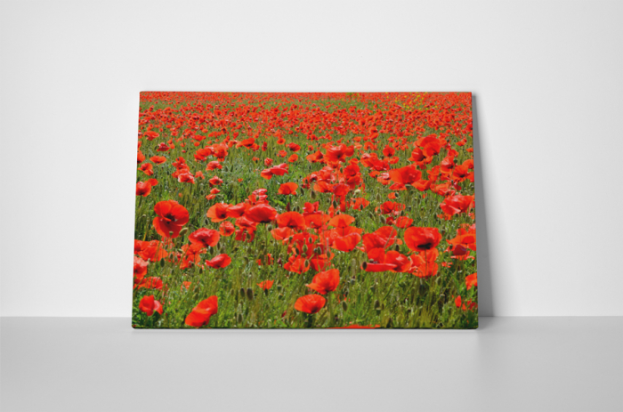 Tablou canvas : Sute de maci [2]