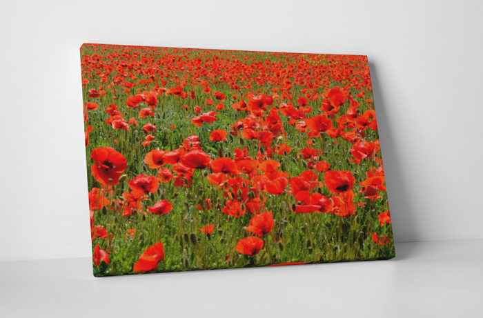Tablou canvas : Sute de maci [1]