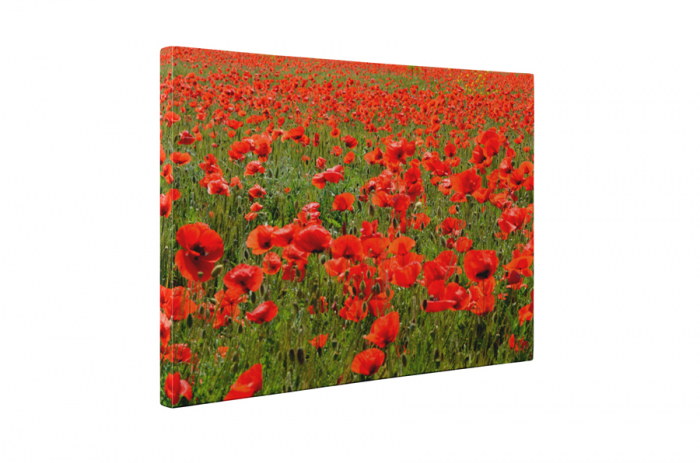 Tablou canvas : Sute de maci [5]