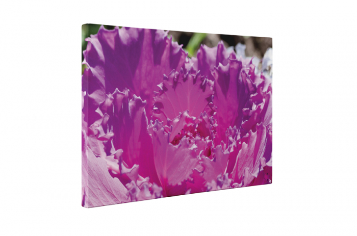 Tablou canvas : Purple flower [5]