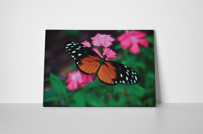 Tablou canvas : Butterfly [2]