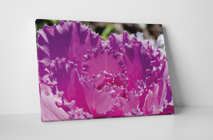 Tablou canvas : Purple flower [1]