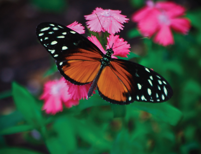 Tablou canvas : Butterfly [4]