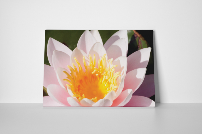 Tablou canvas : Frumoasa dalie [2]
