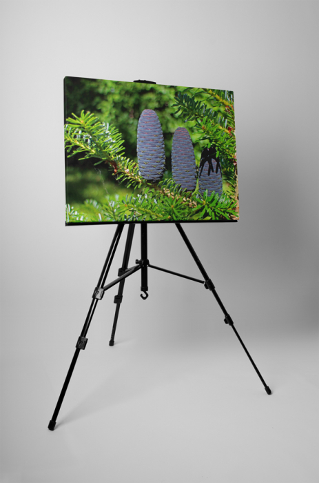 Tablou canvas : Brad corean [3]