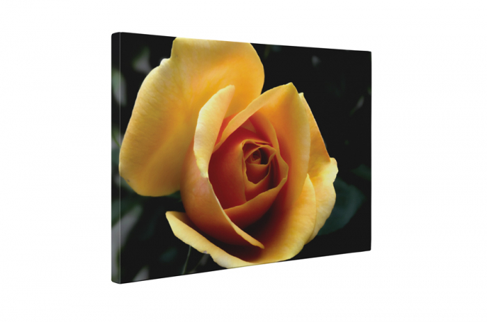 Tablou canvas : Trandafir galben [5]