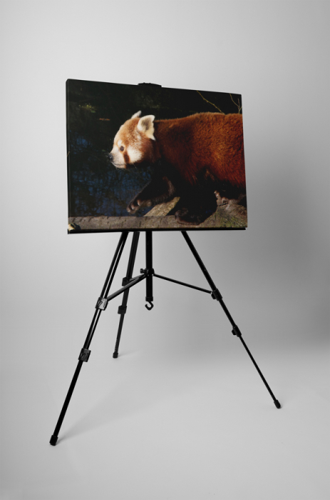 Tablou canvas : Panda rosu [3]