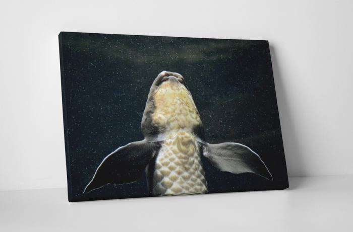 Tablou canvas : Crap [1]