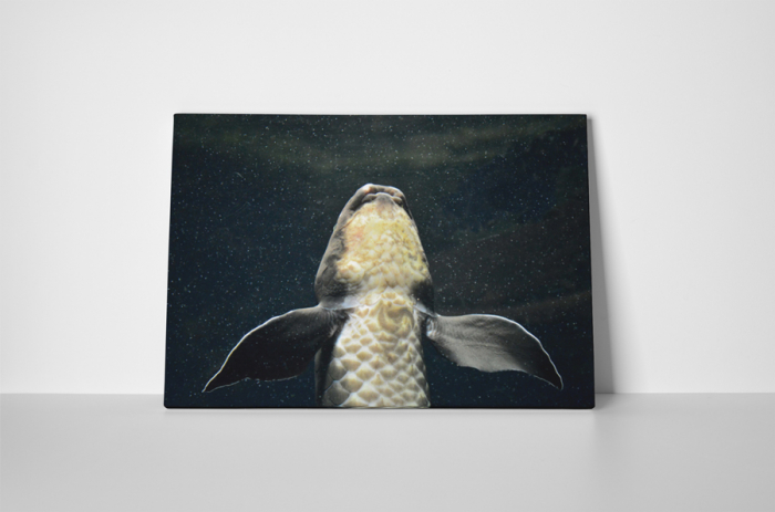 Tablou canvas : Crap [2]
