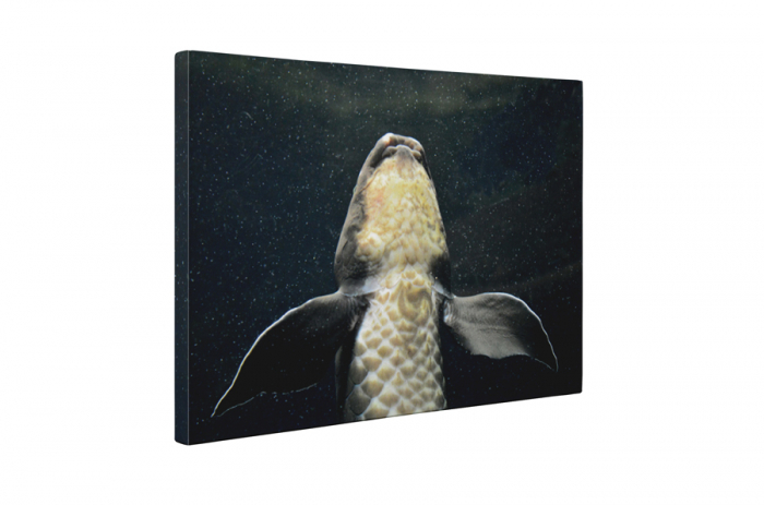 Tablou canvas : Crap [5]