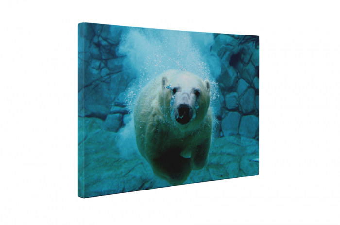Tablou canvas : Ursul polar [5]