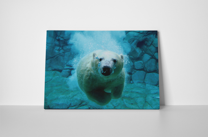 Tablou canvas : Ursul polar [2]