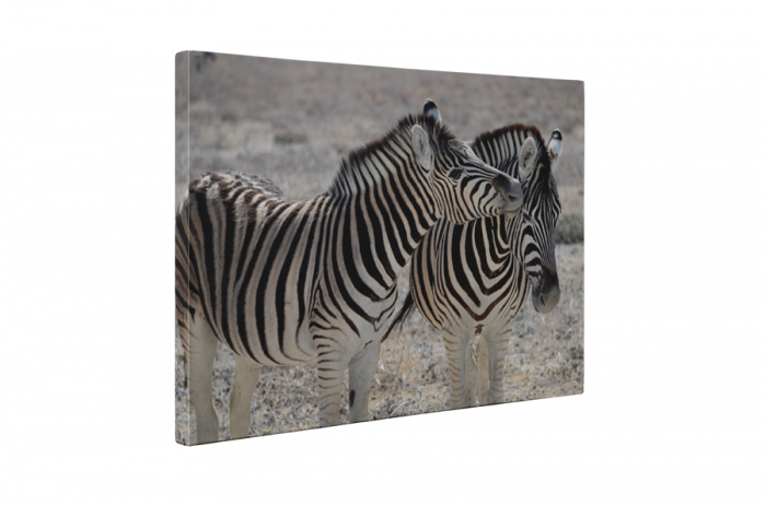 Tablou canvas : Familie de zebre [5]