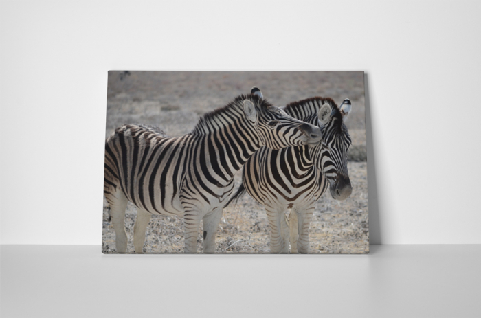 Tablou canvas : Familie de zebre [2]