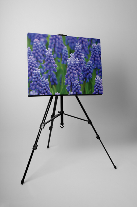 Tablou canvas : Muscari armeniacum [3]