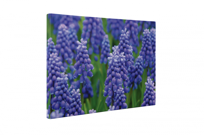 Tablou canvas : Muscari armeniacum [5]