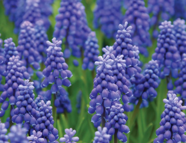 Tablou canvas : Muscari armeniacum [4]