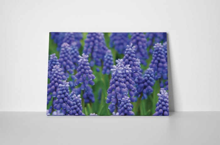 Tablou canvas : Muscari armeniacum [2]