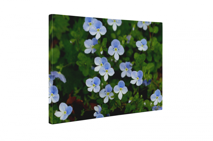 Tablou canvas : Flori marunte [5]