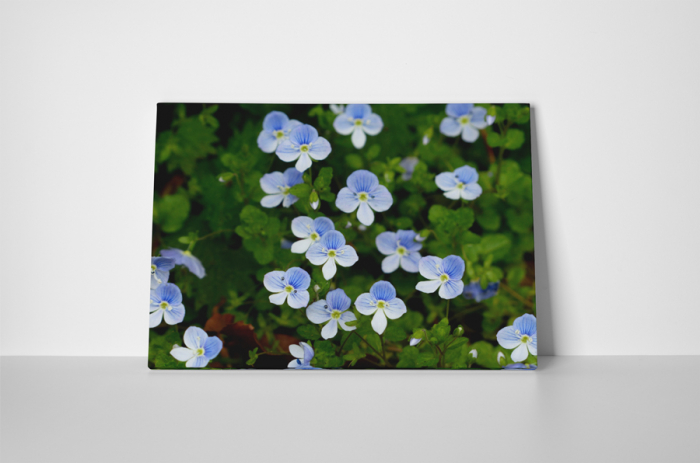 Tablou canvas : Flori marunte [2]