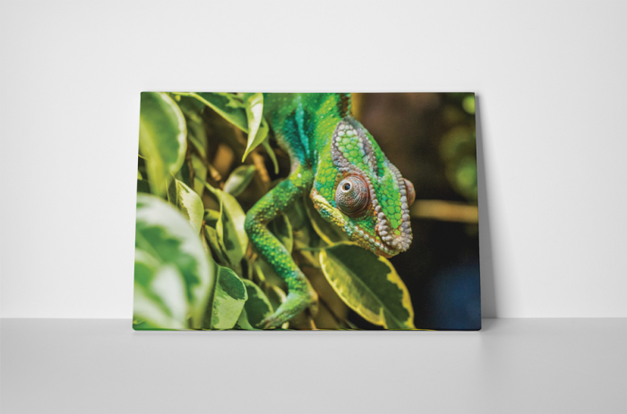 Tablou canvas : Chameleon [2]