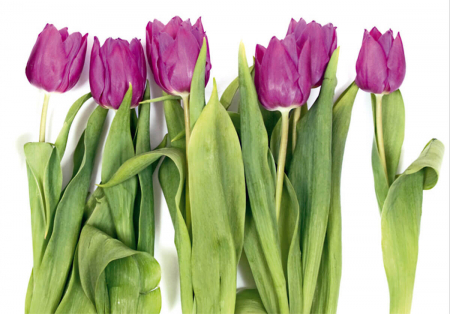 Fototapet Violet Tulips Big [1]