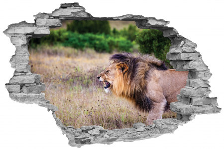 Privire prin perete - Sticker cu efect 3D - Leu furios