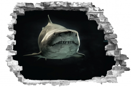 Privire prin perete - Sticker cu efect 3D - Rechin