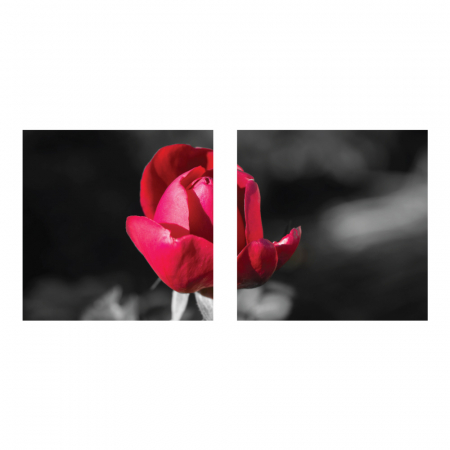Tablou canvas 2 piese - Boboc [1]