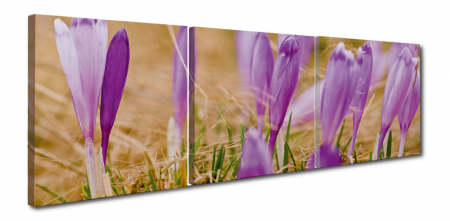MultiCanvas - Tablou canvas 3 piese - Branduse