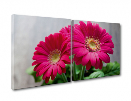 MultiCanvas - Tablou canvas 2 piese - Gerbere
