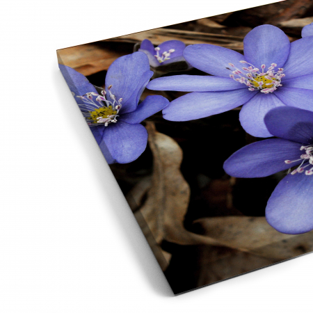 Tablou canvas 7 piese - Anemone americana [4]