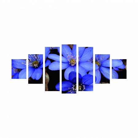 Tablou canvas 7 piese - Anemone americana [1]