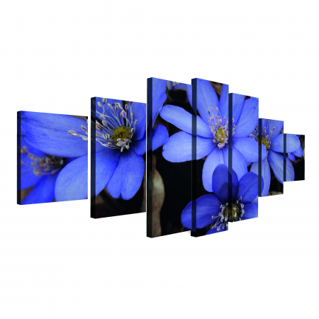 Tablou canvas 7 piese - Anemone americana [3]