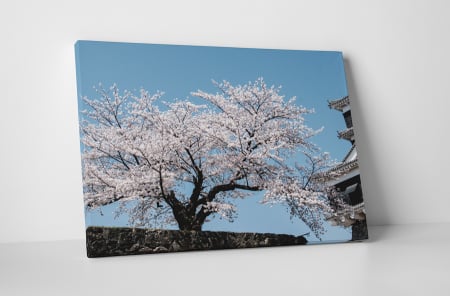 Natură - Tablou canvas : Cires japonez