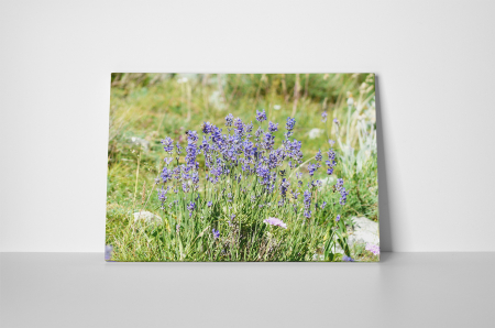 Tablou canvas : Flori de camp [1]