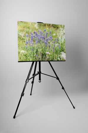 Tablou canvas : Flori de camp [2]