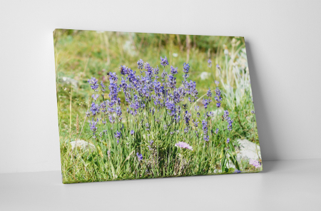 Tablouri Canvas - Tablou canvas : Flori de camp