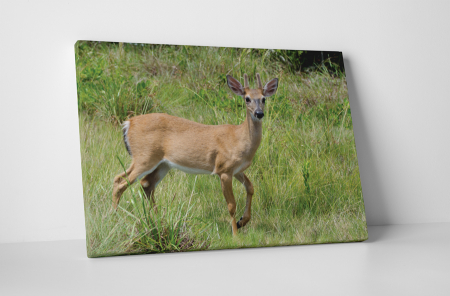 Animale - Tablou canvas : Caprioara