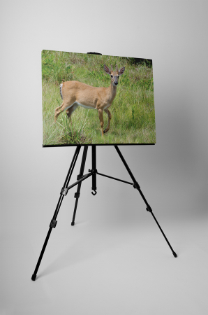 Tablou canvas : Caprioara [2]